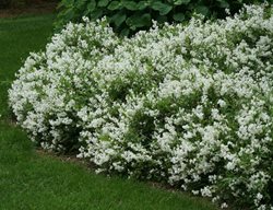 Nikko Deutzia, Deutzia Gracilis
Spring Meadow Nursery
Grand Haven, MI