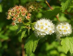 Ninebark Shrub, Native Ninebark
Shutterstock.com
New York, NY