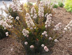 Ninebark, Tiny Wine
Proven Winners
Sycamore, IL