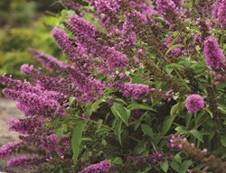 Non Invasivebuddleia, Flutterby Buddleia, Tutti Fruitii
Ball Horticultural Company
Chicago, IL