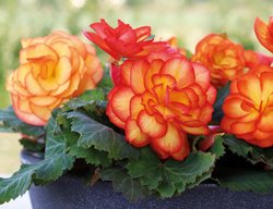 Non Stop Fire Begonia, Tuberous Begonia
Proven Winners
Sycamore, IL