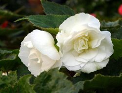 Non Stop White Begonia, White Begonia Flowers
Proven Winners
Sycamore, IL