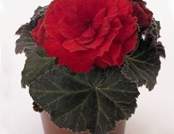Nonstop Mocca Scarlet Begonia, Tuberous Begonia
Proven Winners
Sycamore, IL