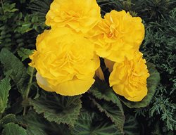 Nonstop Yellow Begonia, Tuberous Begonia, Yellow Flower
Proven Winners
Sycamore, IL