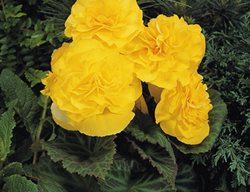 Nonstop Yellow Tuberous Begonia, Tuberous Begonia
Proven Winners
Sycamore, IL
