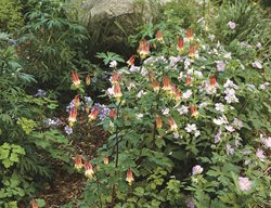 North American Columbine, East
Garden Design
Calimesa, CA