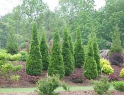 North Pole Arborvitae, North Pole Thuja, Thuja Occidentalis
Proven Winners
Sycamore, IL
