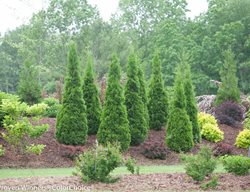 North Pole, Arborvitae
Proven Winners
Sycamore, IL