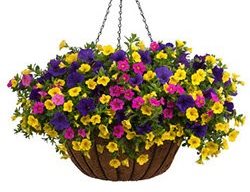 North Shore Flower Pillow
Proven Winners
Sycamore, IL