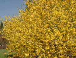 Northern Gold Forsythia, Forsythia Intermedia, Large Shrub
Millette Photomedia
