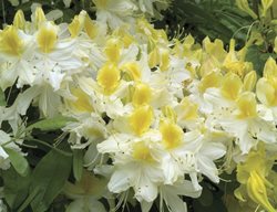 Northern Hi-Lights Azalea, Yellow And White Azalea Flowers
Millette Photomedia
