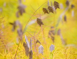 Northern Sea Oats, Chasmanthium Latifolium
Jonathan Alderson Landscape Architects Inc.
Wayne, PA
