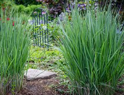 Northwind Switchgrass, Panicum Virgatum
Shutterstock.com
New York, NY