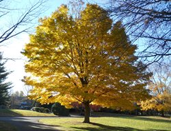 Norway Maple Tree In Fall, Acer Platanoides 
Shutterstock.com
New York, NY