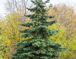 Norway Spruce Tree, Picea
Shutterstock.com
New York, NY