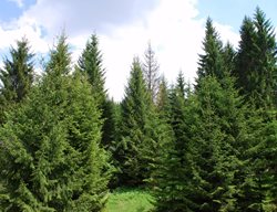 Norway Spruce Trees, Picea Abies
Shutterstock.com
New York, NY