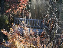 November Garden Autumn Light
Monarch Gardens
Lincoln, NE