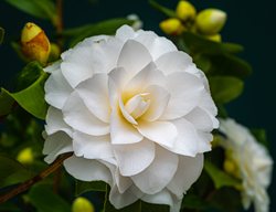 Nuccio's Gem Camellia, Camellia Japonica
Shutterstock.com
New York, NY