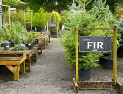 Nursery, Plants, Fir Trees
Garden Design
Calimesa, CA