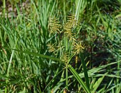 Nutsedge, Nutsedge Weed
Pixabay
