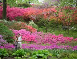 Nybg 125th Anniversary
Garden Design
Calimesa, CA