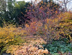Nyc Conservatory Garden In Fall
Garden Design
Calimesa, CA