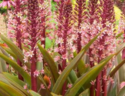 Oakhurst Pineapple Lily, Eucomis Oakhurst
Garden Design
Calimesa, CA