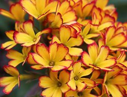 Oakleaf Yellow Picotee Primrose, Primula Vulgaris
Shutterstock.com
New York, NY