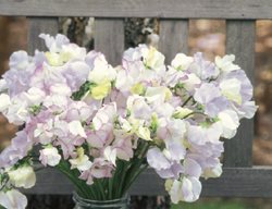 Oban Bay, Silvery Blue, Flushed With Lilac
Garden Design
Calimesa, CA