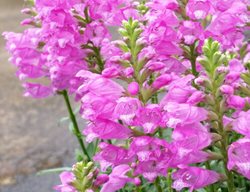 Obedient Plant, Physostegia Virginiana
Proven Winners
Sycamore, IL
