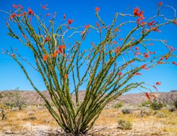 Ocotillo Plant, Fouquieria Splendens
Shutterstock.com
New York, NY