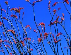 Ocotillo Shrub, Red Flowers
Garden Design
Calimesa, CA
