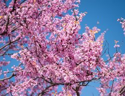 Oklahoma Redbud Flowers
Shutterstock.com
New York, NY