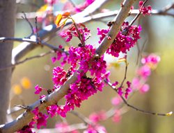 Oklahoma Redbud Tree, Cercis Canadensis Var. Texensis
Shutterstock.com
New York, NY