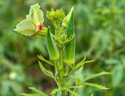 Okra, Okra Plant
Shutterstock.com
New York, NY