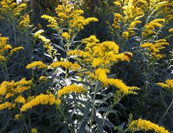 Old Field Goldenrod, Solidago Nemoralis
Shutterstock.com
New York, NY