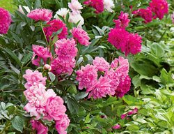 Old Time Collection, Peonies
White Flower Farm
Litchfield, CT