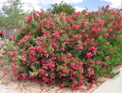 Oleander Shrub, Austin Pretty Limits Oleander Shrub
Proven Winners
Sycamore, IL