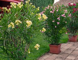 Oleanders In Containers, Potted Oleanders
Shutterstock.com
New York, NY