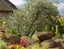 Olive Tree In Landscape, Olea Europaea
Garden Design
Calimesa, CA