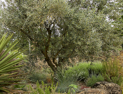 Olive Tree, Olea Europaea
Garden Design
Calimesa, CA