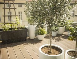 Olive Trees On Balcony
Shutterstock.com
New York, NY