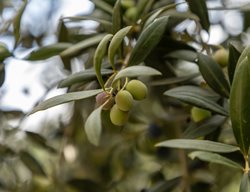 Olives Growing On Tree, Fruiting Olive Tree, Olive Branch
Shutterstock.com
New York, NY