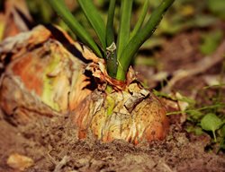 Onion Plant
Pixabay
