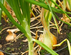 Onions Growing, Onions, Growing Onions
Garden Design
Calimesa, CA
