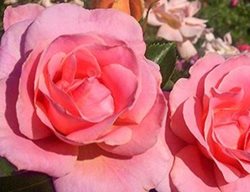Online Rose Course
Garden Design
Calimesa, CA