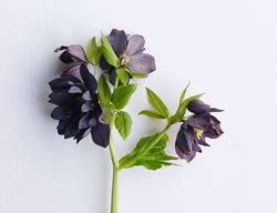 Onyx Odyssey
Garden Design
Calimesa, CA