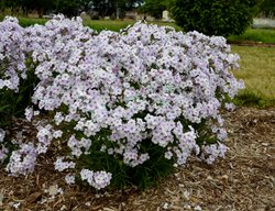 Opening Act Pink-A-Dot Phlox, Phlox Hybrid
Proven Winners
Sycamore, IL
