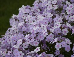 Opening Act Pink-A-Dot Phlox, Phlox Paniculata, Garden Phlox
Proven Winners
Sycamore, IL