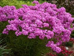 Opening Act Ultrapink Phlox, Pink Phlox, Phlox Drummondii
Proven Winners
Sycamore, IL